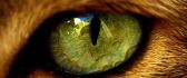 Big macro eye from a wild animal - HD wallpaper