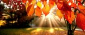 Amber Autumn leaves and a beautiful sunshine