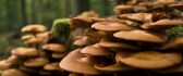 Sponge mushrooms on the trees in the forest - HD wallpaper
