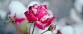 Snow over a beautiful pink rose - Flowers in the garden