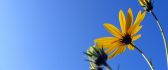 Yellow flowers and a beautiful blue sky - HD wallpaper