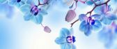 Romantic flower - Blue and white Orchid - HD wallpaper
