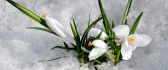 Snowdrops under the snow - Beautiful spring season flowers
