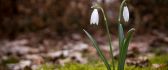 Little snowdrops in the nature - Spring flowers