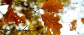 Autumn leaves in a wonderful day - HD wallpaper