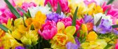 Welcome beautiful spring season full with colorful flowers