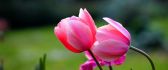 Two wonderful pink tulips - HD wallpaper