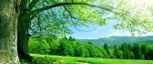 Wonderful green landscape nature view - Forest summer time