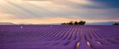 Wonderful purple Lavender field - HD wallpaper