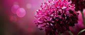 HD wallpaper - Big purple flower spring time