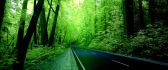 Wonderful road in the middle on the forest - HD wallpaper