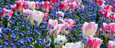 White and pink tulips and blue flowers in a wonderful garden