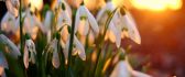 Spring season time - Flowers snowdrops HD wallpaper