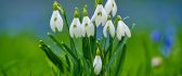 Bouquet of snowdrops in the green grass - HD wallpaper