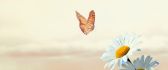 Brown butterfly over beautiful daisy flowers - HD wallpaper
