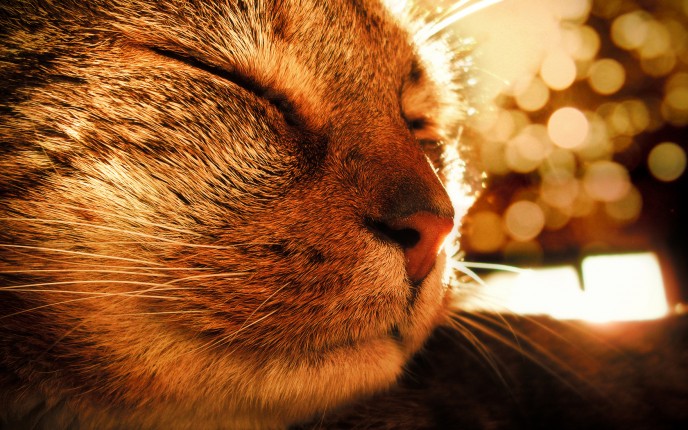 Cat Close-Up