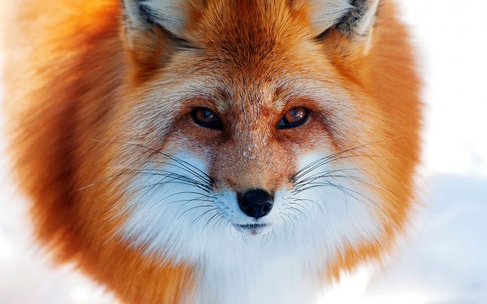 Pretty Sly Fox