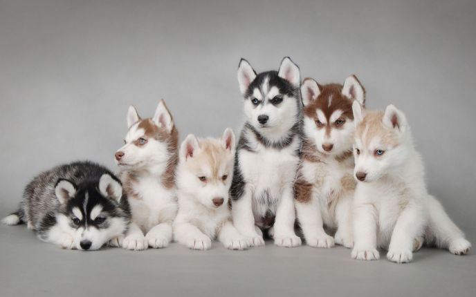 Six Husky Puppies