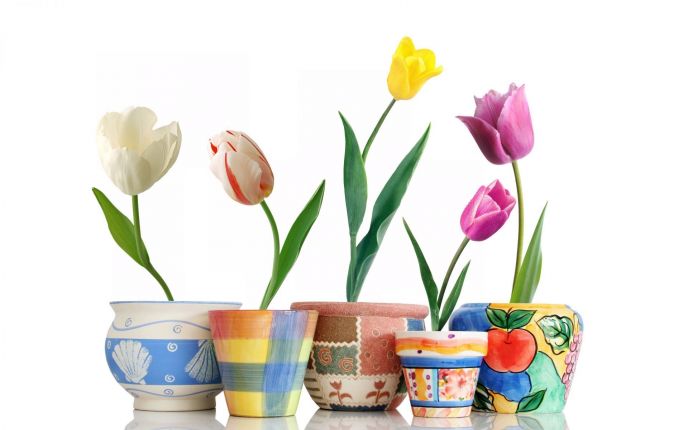 Tulips in Pots