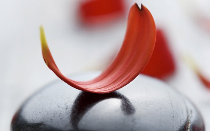 Red petal on a black stone