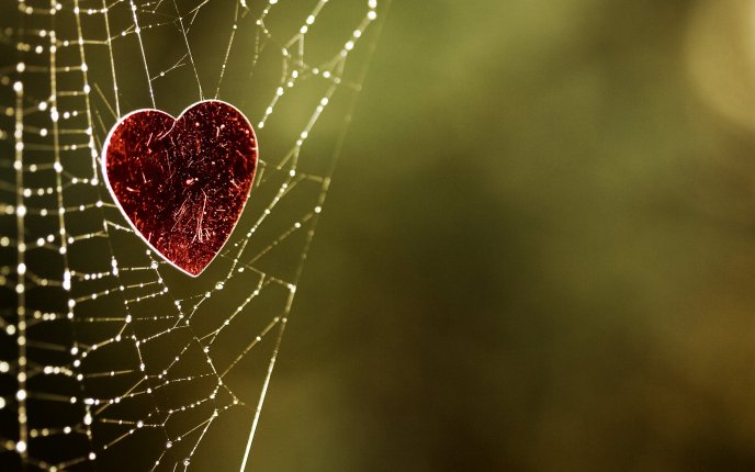 Red heart caught in spider web