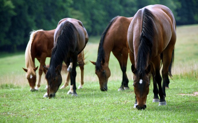 Horses grazing on a field