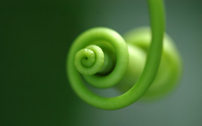 Curly green plant - vegetable HD wallpaper
