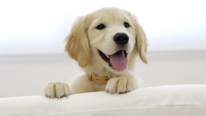 Beautiful puppy climbing on the couch HD wallpaper