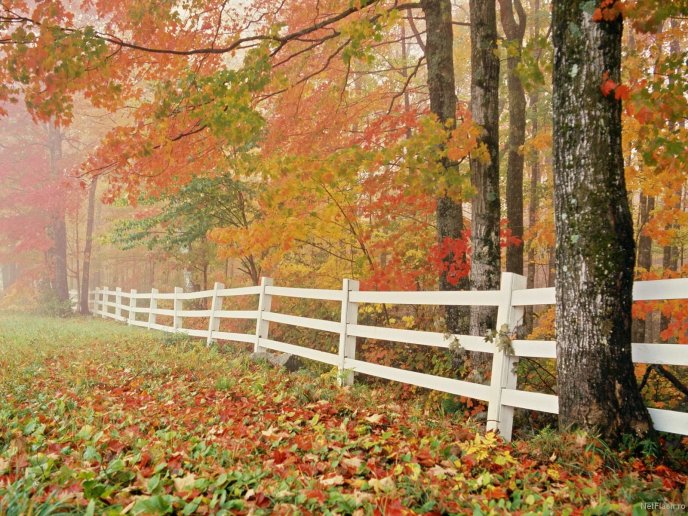 White fence at the end of the forest HD wallpaper