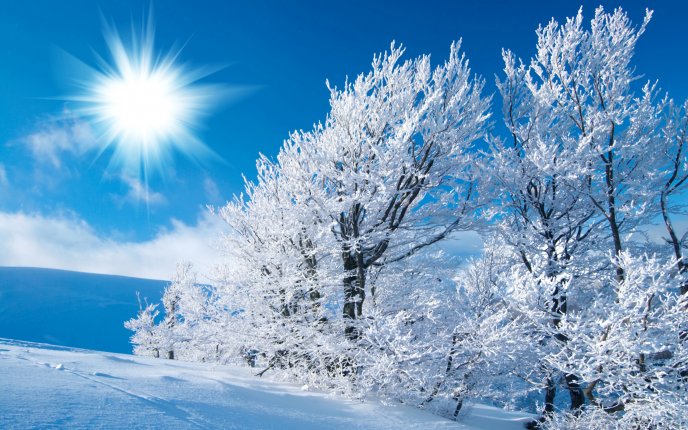 Sunshine over snow covered trees HD wallpaper
