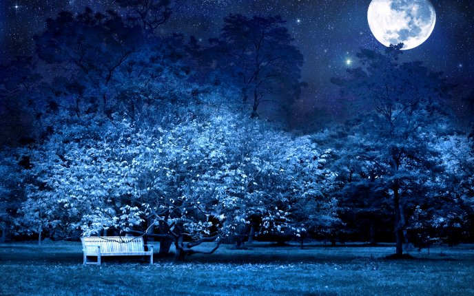 Magic blue night - A bench under a beautiful tree