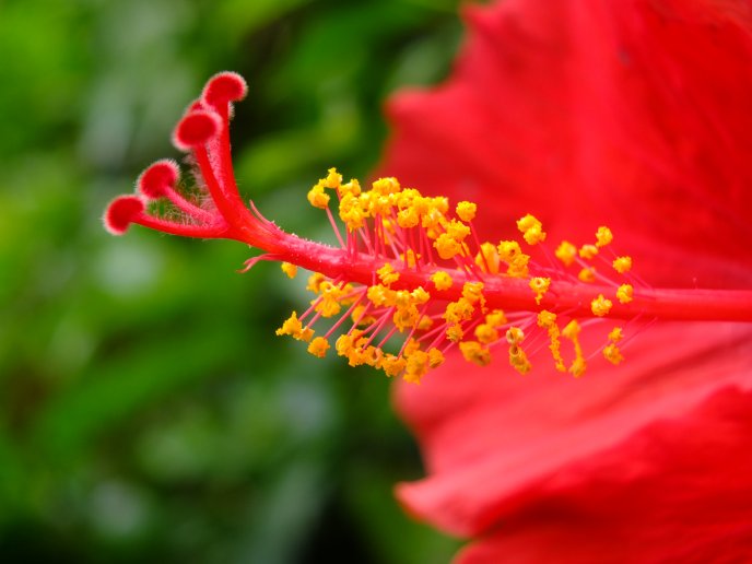 Macro photography - inside of a beautiful flower