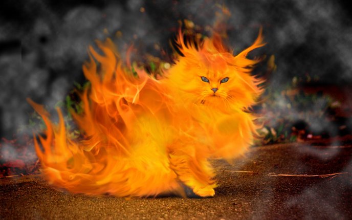The cat is on fire - HD art design wallpaper