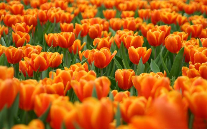 Hundreds of orange tulips - spring comes