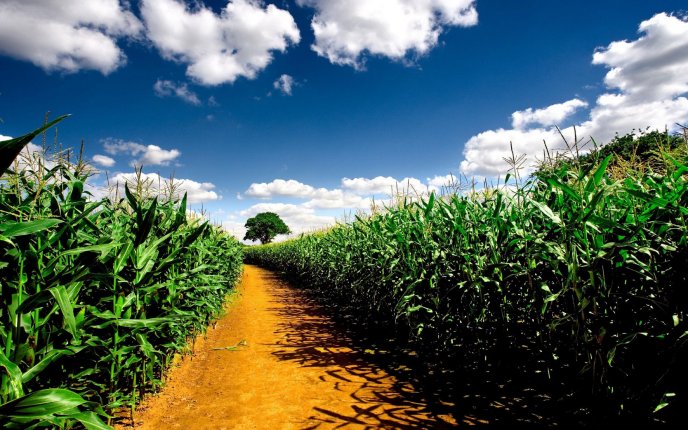 Path through the cornfield