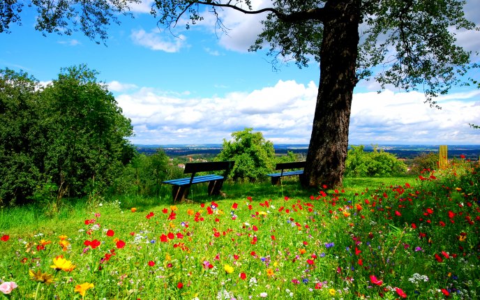 A field of colorful flowers - beautiful nature landscape