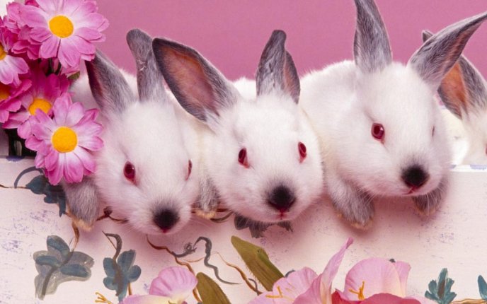 Sweet three white bunnies with gray ears