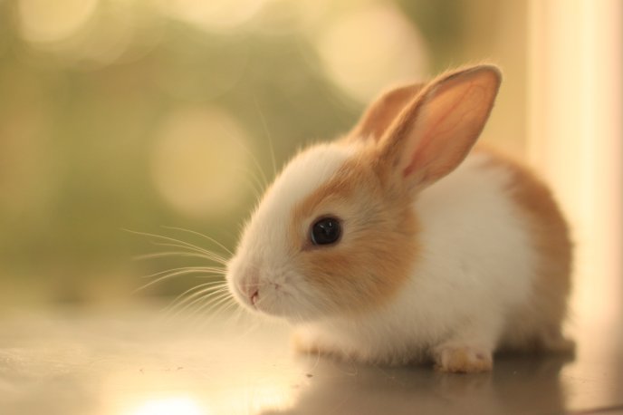 Big ears - sweet rabbit HD wallpaper