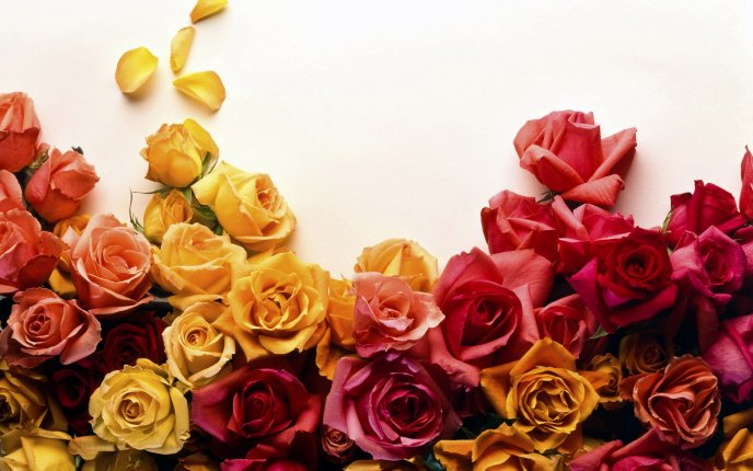 Message of love - roses in different colors