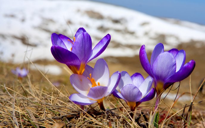Crocuses just emerged from the snow - spring HD wallpaper