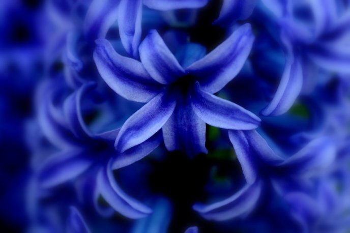 All blue - beautiful spring flower