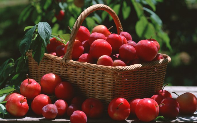 A basket full of huge and delicious cherries