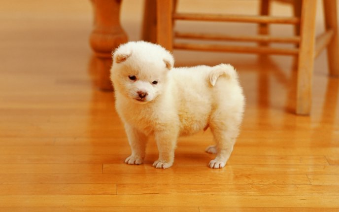 Sweet little puppy - a fluffy peewee