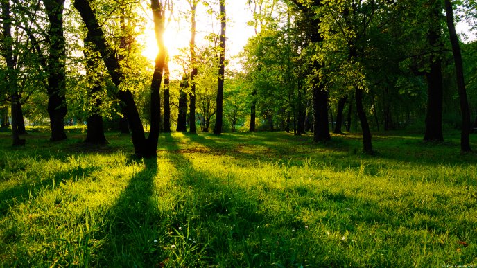 Green area in the woods - beautiful nature landscape