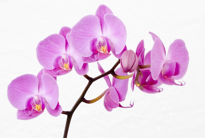 Beautiful pink orchid flowers - HD wallpaper
