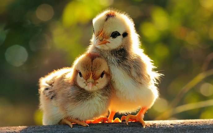 Love between brothers - two cute chickens