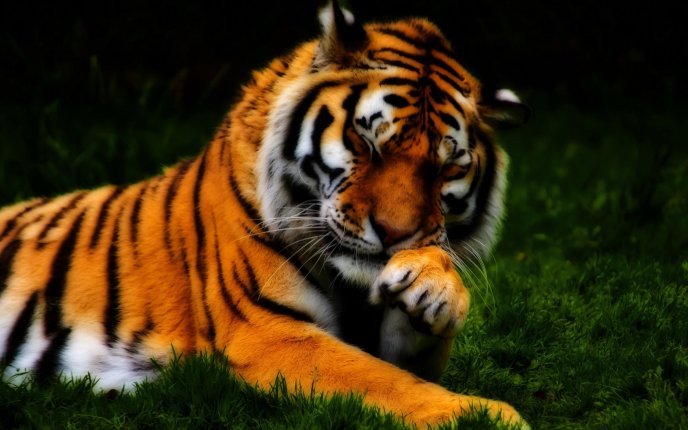 Beautiful tiger - a shy wild animal
