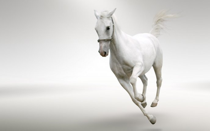 Beautiful white horse running in a white room
