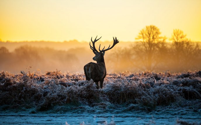 Beautiful deer in the morning light