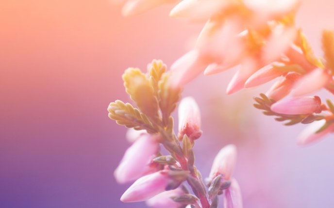 Flower buds open in the morning - HD wallpaper